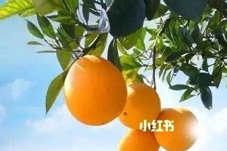 脐橙施什么肥最好