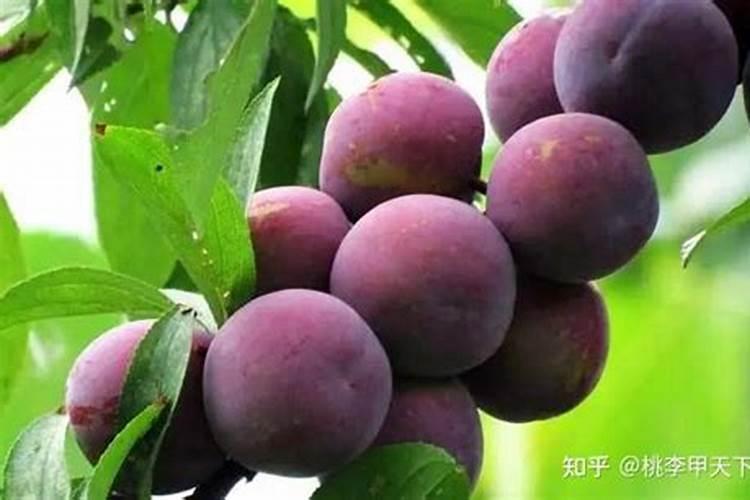 李子树施肥时间,如何合理施肥,李子施肥技术