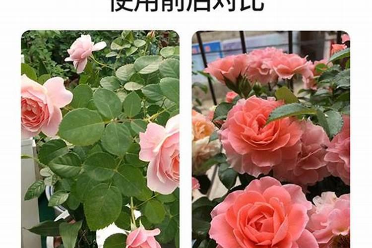 多肉植物能喷磷钾肥吗