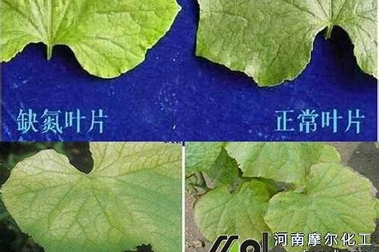 黄瓜发黄是什么原因造成的？该如何解决这个问题？