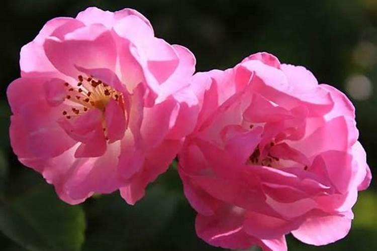 蔷薇花怎么施肥