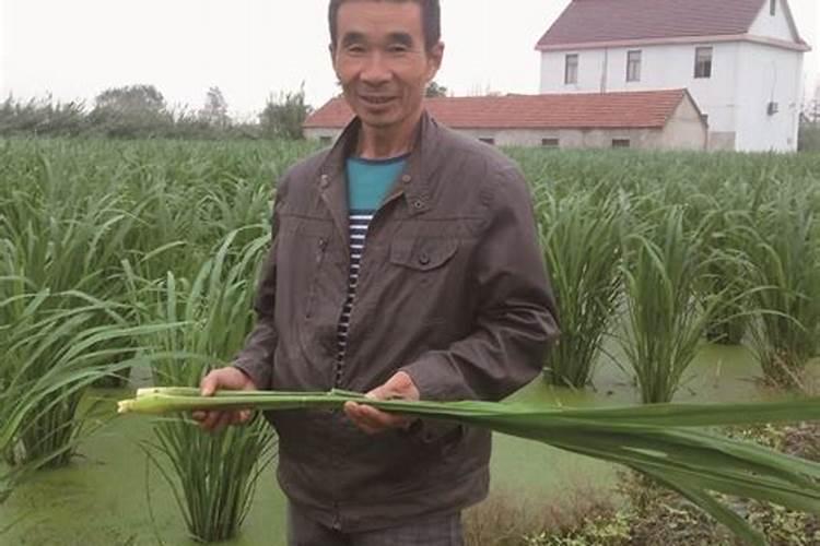 如何识别茭白胡麻叶斑病？怎样防治？