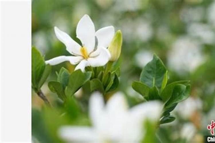 桅子花怎么浇水施肥
