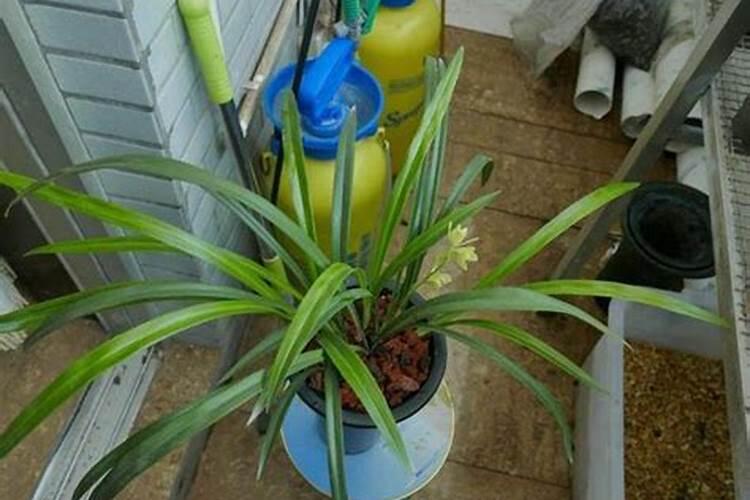 新栽兰花叶面可以喷水吗(新上盆兰花能每天喷洒水吗)