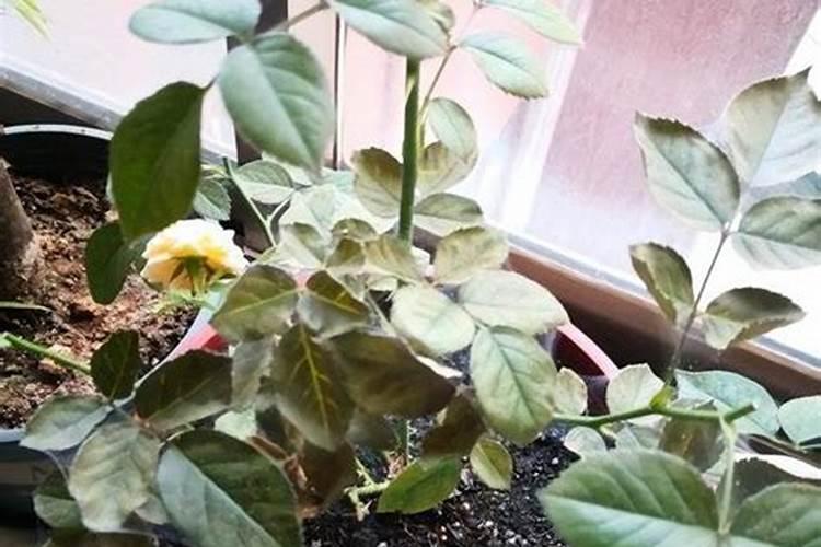月季施肥和打药要错开时间吗