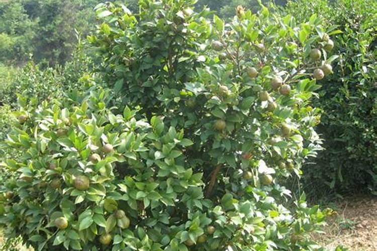油茶树保花保果药什么时候打？