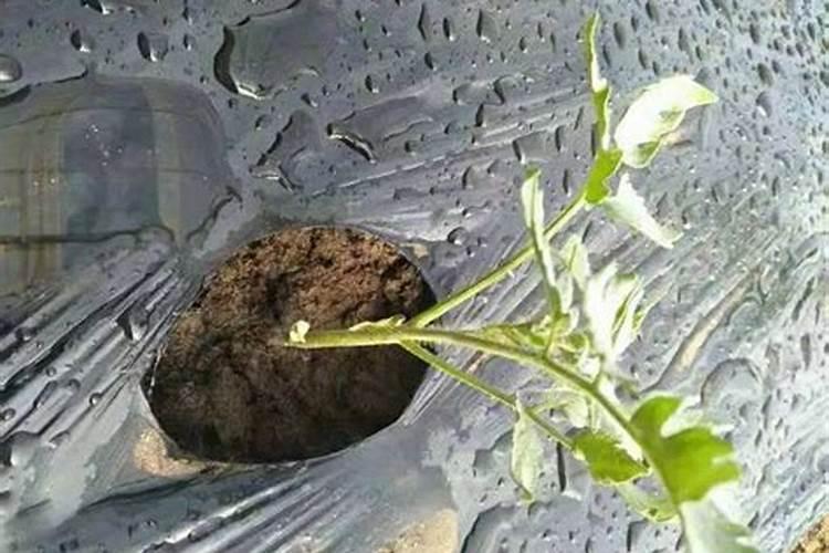 麦冬追什么肥好