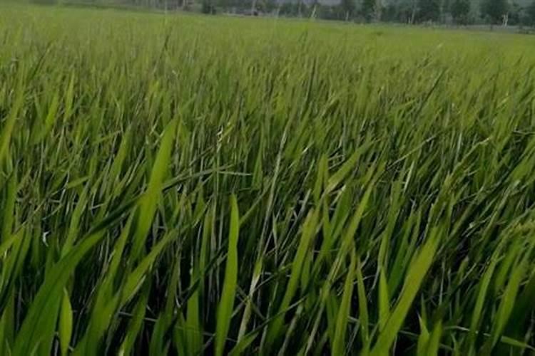 盐碱地水稻怎样施用氮肥？