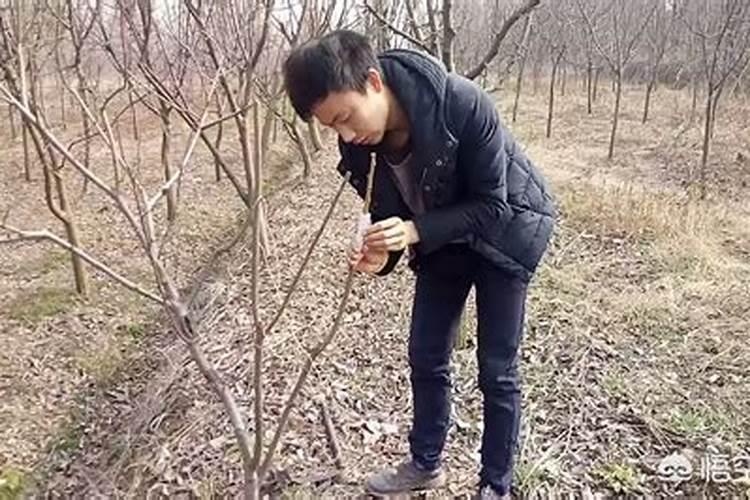 桃树施什么肥料最好