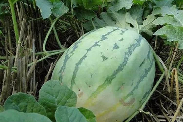 西瓜施什么肥料最甜