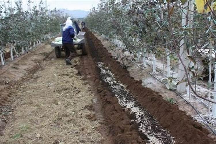 钙肥有哪些品种？