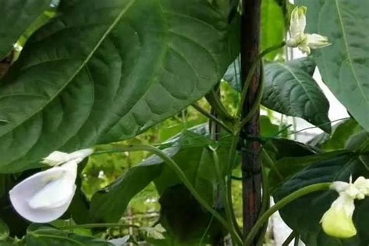 番茄花期用叶面肥对花旳长式有什么影响？