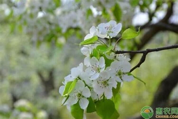 钾肥对果树花芽分化的作用