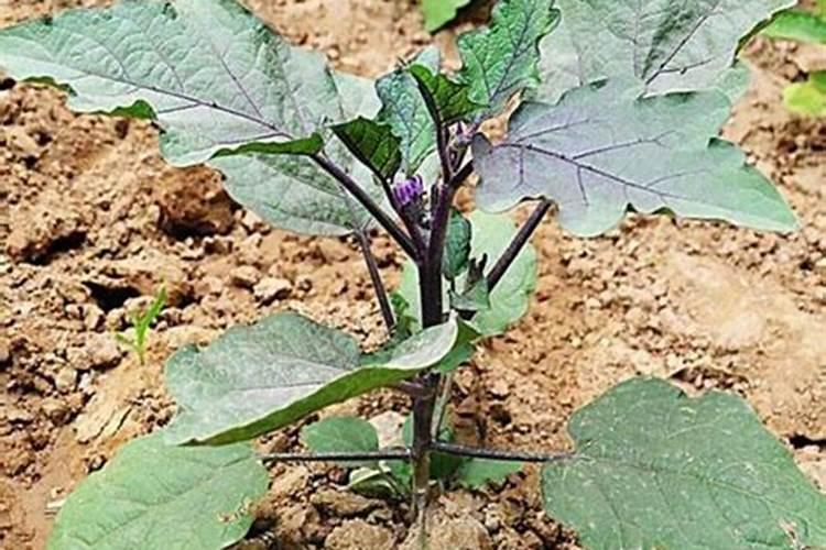 茄子移栽后几天施肥