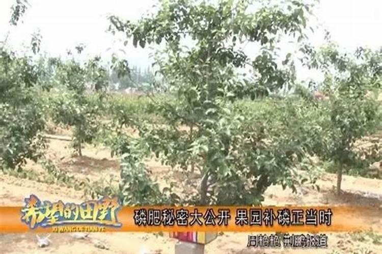 大棚种的樱桃在花期建议冲什么肥？
