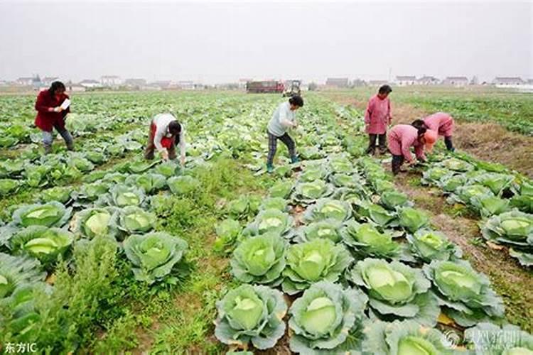 种青菜如何正确施肥 正确做法