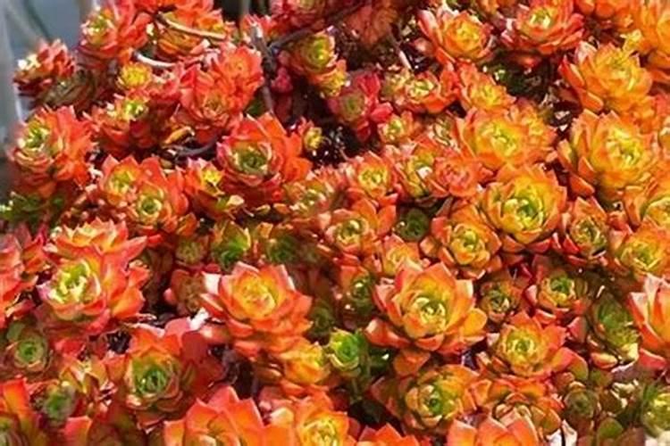 盆栽多肉植物施什么肥 该如何施肥