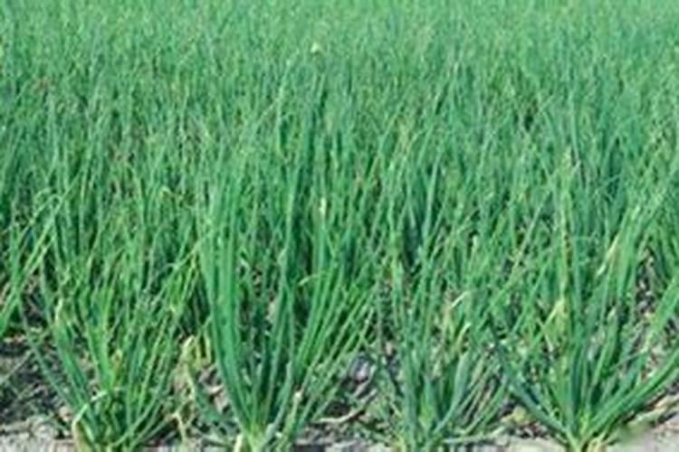 家庭小葱种植方法