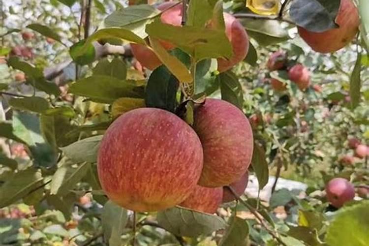 苹果树秋季施什么肥料