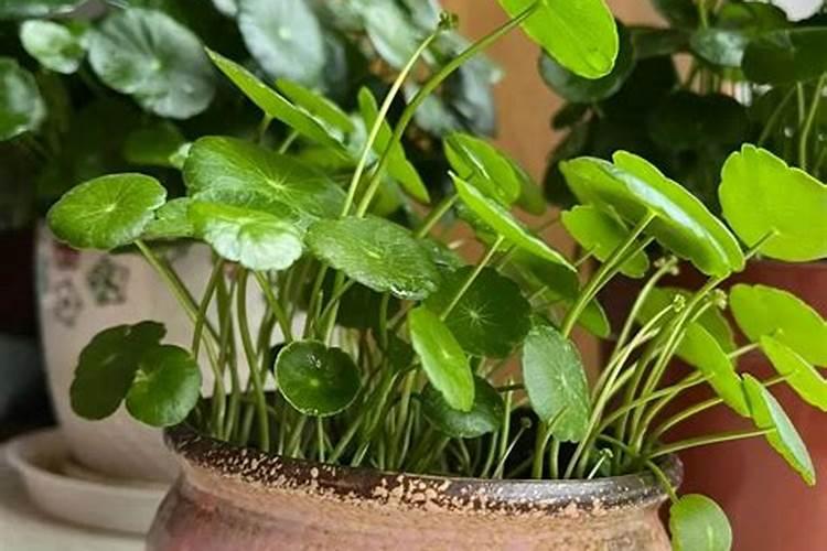 芒果树用什么肥料最好