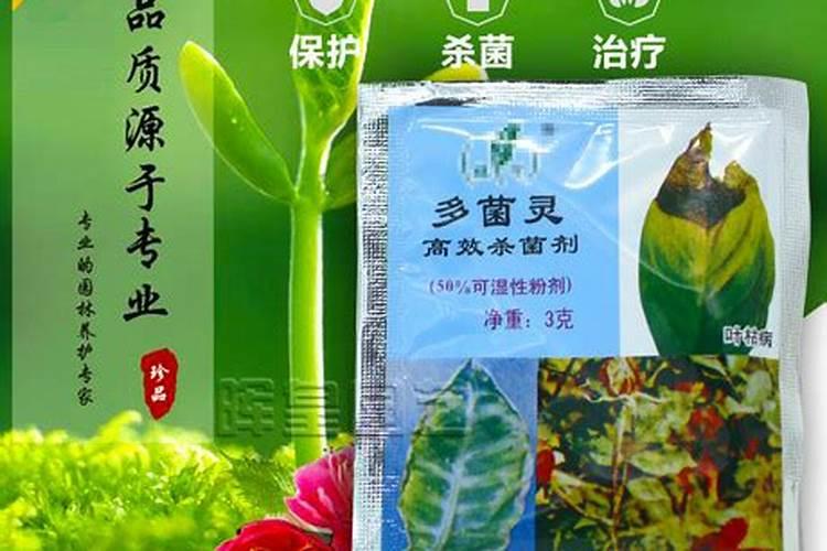 大青枣种植技术与管理 当年栽种当年收获的方法