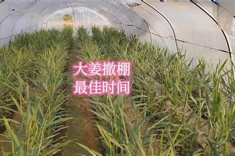 高产大姜施肥方法 姜如何施肥