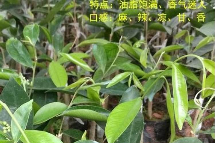 发财树施肥方法,用什么肥好