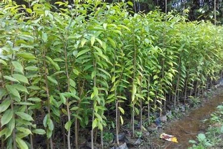 黄腐酸钾与腐植酸钾有什么区别