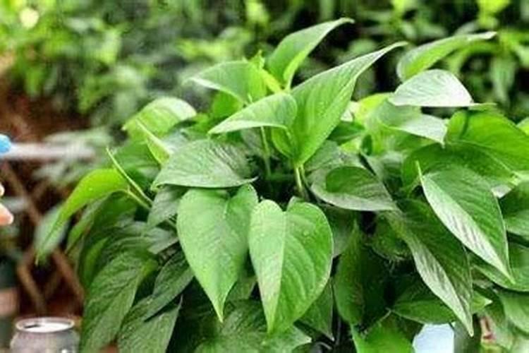 玉露要经常浇水吗