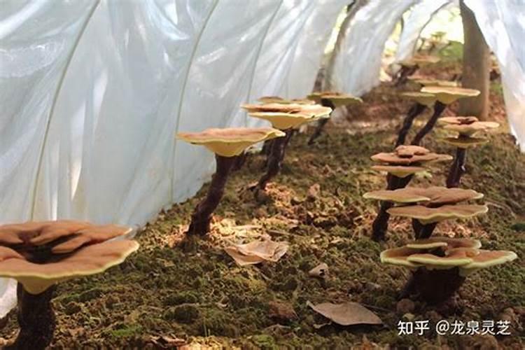 氯化钾在土里多久失效