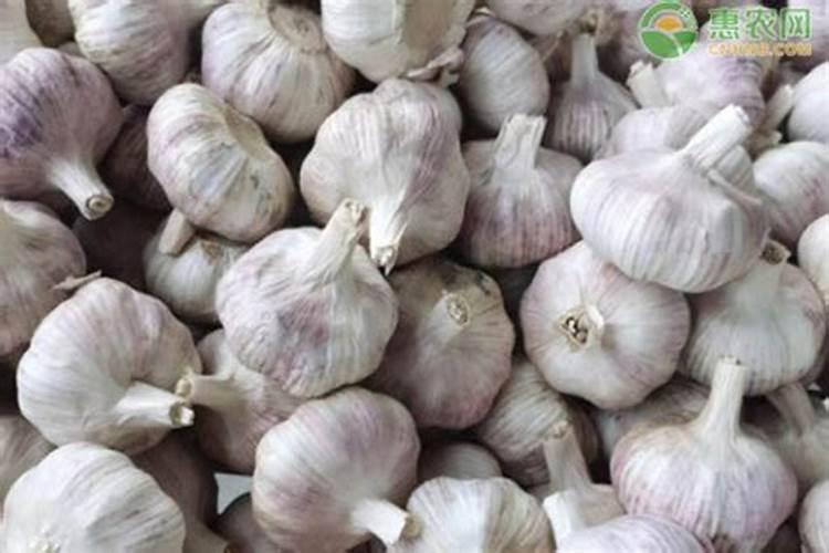 大蒜专用什么肥料