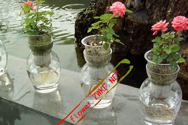 芸苔素浓度多少 月季