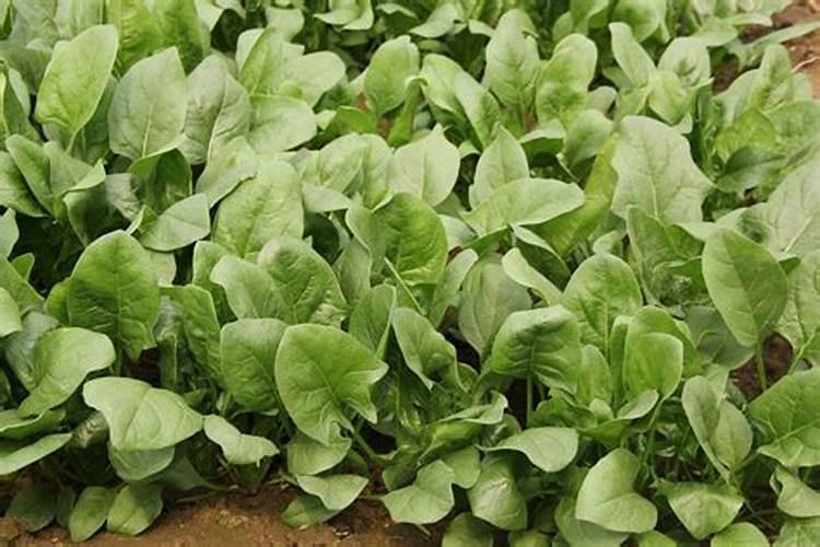 蔬菜种植缺硼有什么症状？如何正确补硼？