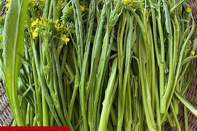 硫酸亚铁适合什么花