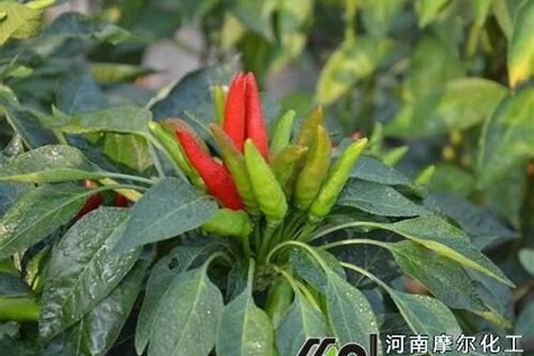 辣椒落花的厉害是什么原因