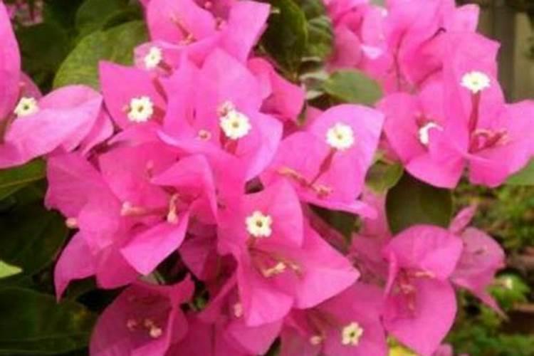 三角梅用什么肥料开花