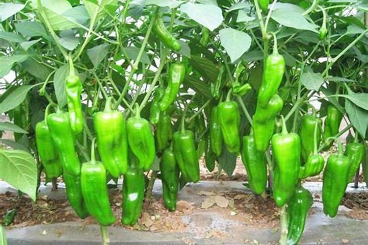 辣椒开花结果期用什么肥料