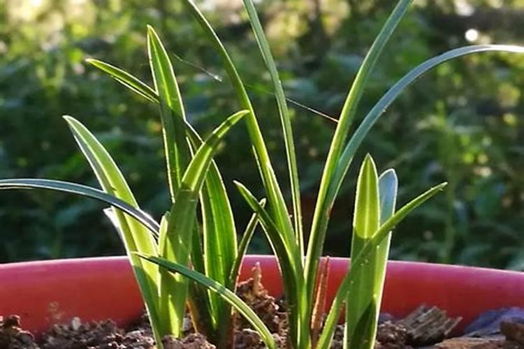 兰花施什么肥较好