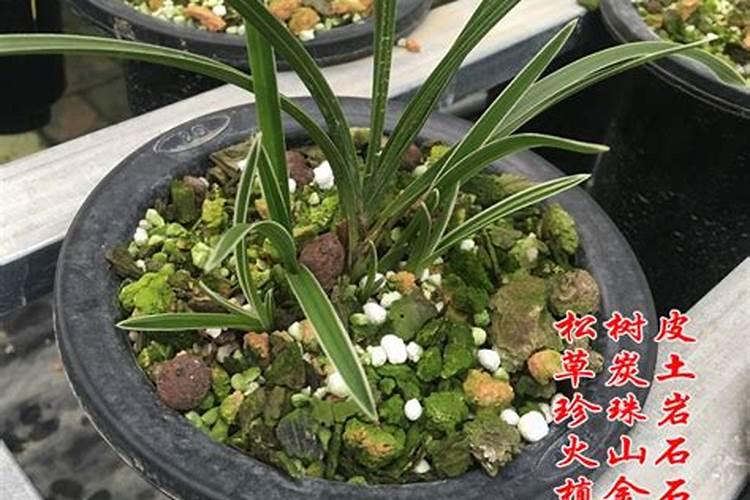 君子兰用什么肥料