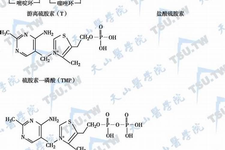 糖蒜的功效与作用 糖蒜营养价值有哪些