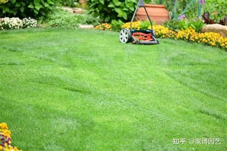 在养花时如何使用磷肥 不容易出现掉花苞现象