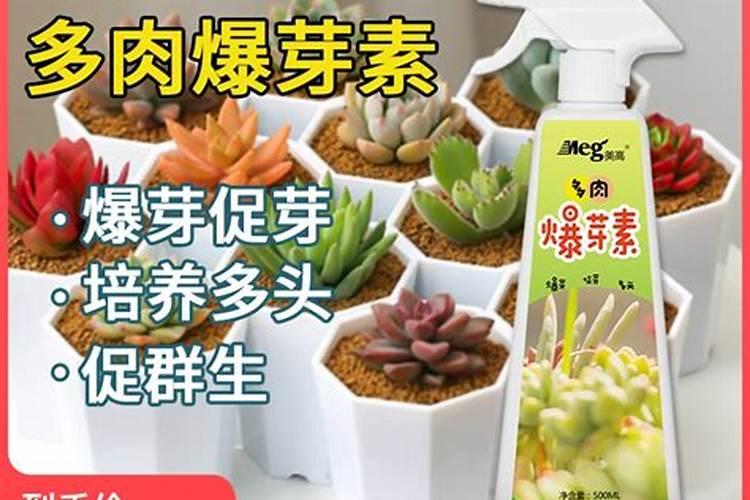 多肉植物用什么肥料比较好