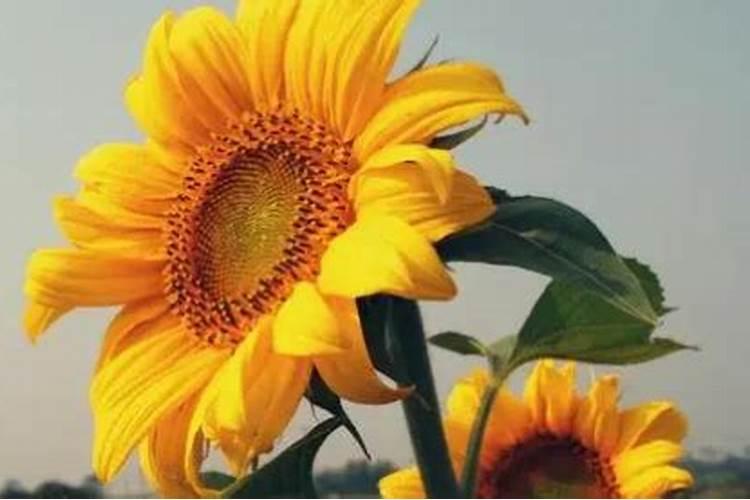 葵花开花时能浇水吗 葵花开花时可不可以浇水呢