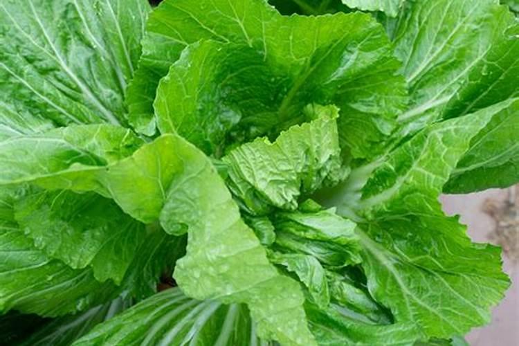 青菜在秋天种植的时候该怎么去施肥？一般施什么肥料？多久需要施肥一次...