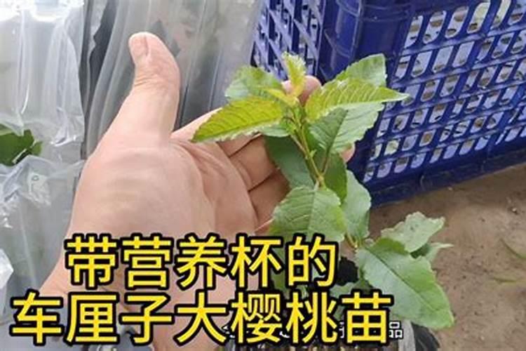 盆栽车厘子什么时候剪枝盆栽车厘子什么时候可以剪枝？