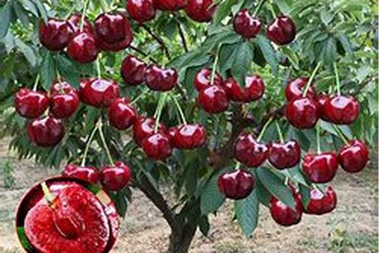 车厘子开花结果过程需要怎么打理