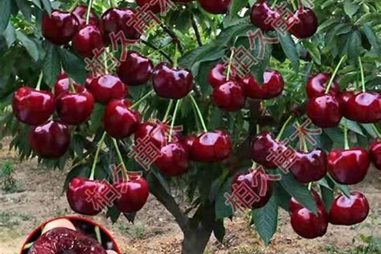 樱桃和车厘子的区别哪个贵