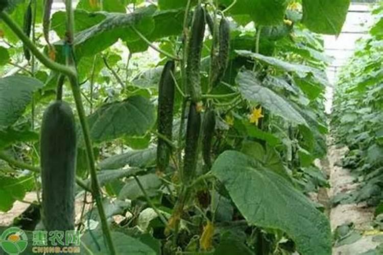 黄瓜施什么肥料最好