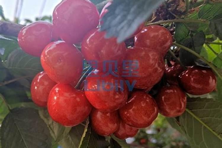 樱桃膨果期使用什么肥