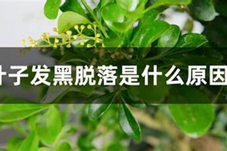 米兰掉叶子是什么原因